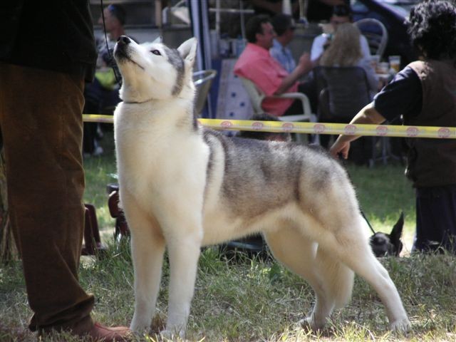 Siberian husky - CACIB Zadar 2008 - foto povečava
