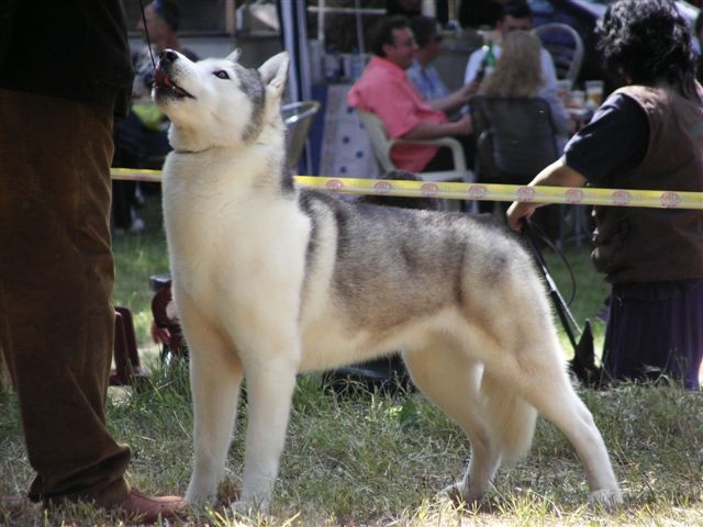 Siberian husky - CACIB Zadar 2008 - foto povečava