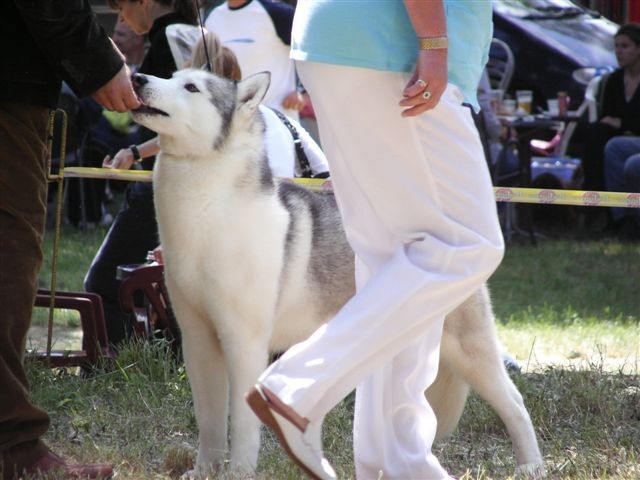 Siberian husky - CACIB Zadar 2008 - foto povečava