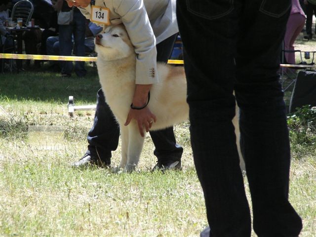 Siberian husky - CACIB Zadar 2008 - foto povečava
