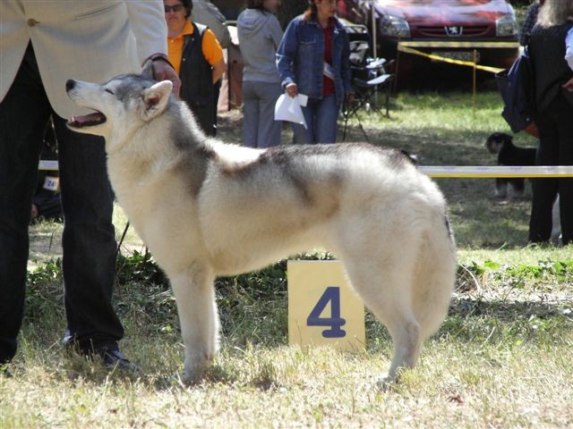 Siberian husky - CACIB Zadar 2008 - foto povečava