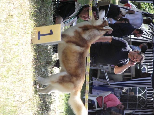 Siberian husky - CACIB Zadar 2008 - foto povečava