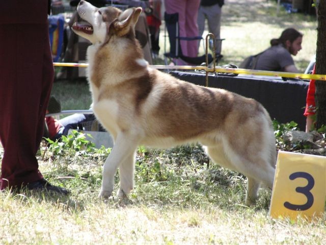 Siberian husky - CACIB Zadar 2008 - foto povečava