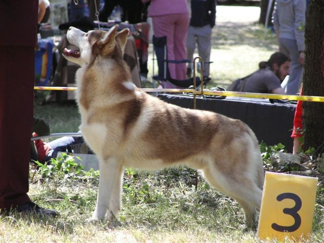 Siberian husky - CACIB Zadar 2008 - foto povečava