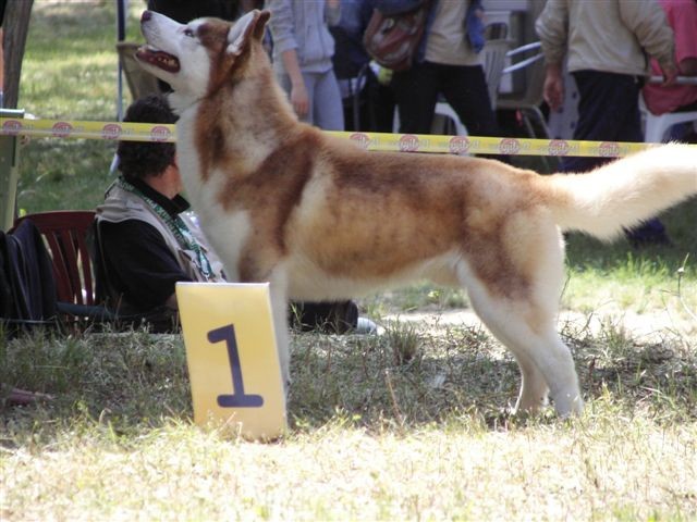 Siberian husky - CACIB Zadar 2008 - foto povečava