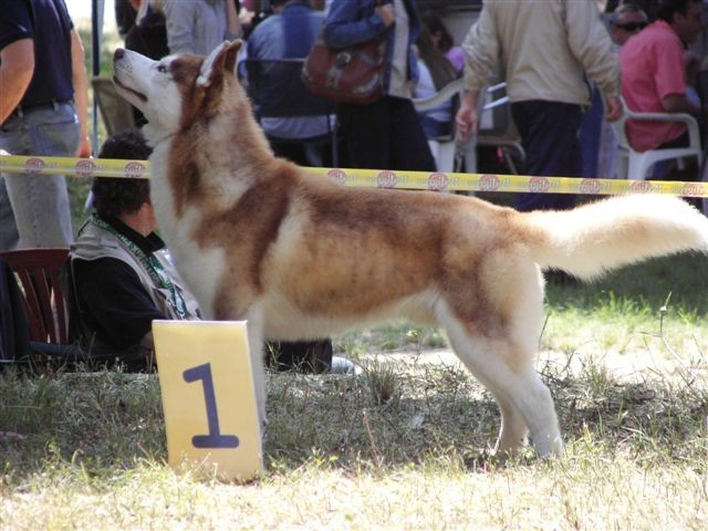 Siberian husky - CACIB Zadar 2008 - foto povečava