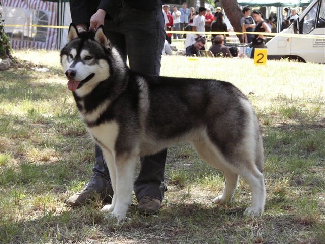 Siberian husky - CACIB Zadar 2008 - foto povečava