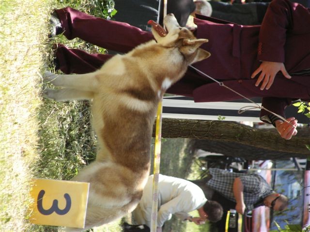 Siberian husky - CACIB Zadar 2008 - foto povečava