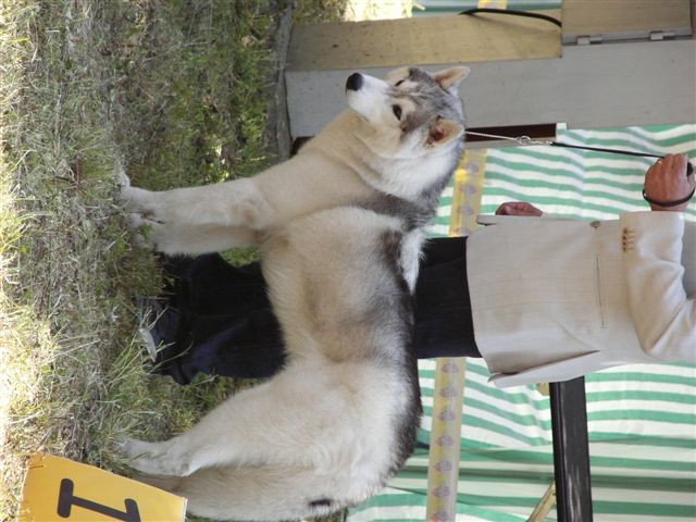 Siberian husky - CACIB Zadar 2008 - foto povečava
