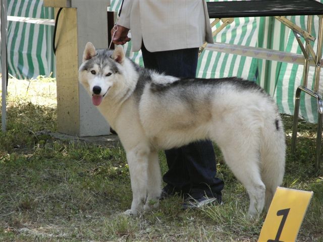 Siberian husky - CACIB Zadar 2008 - foto povečava