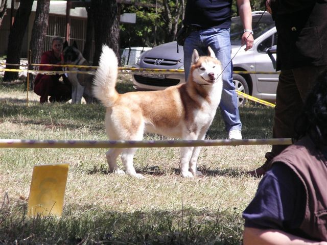 Siberian husky - CACIB Zadar 2008 - foto povečava