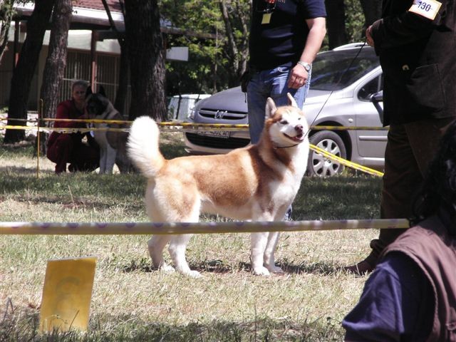 Siberian husky - CACIB Zadar 2008 - foto povečava