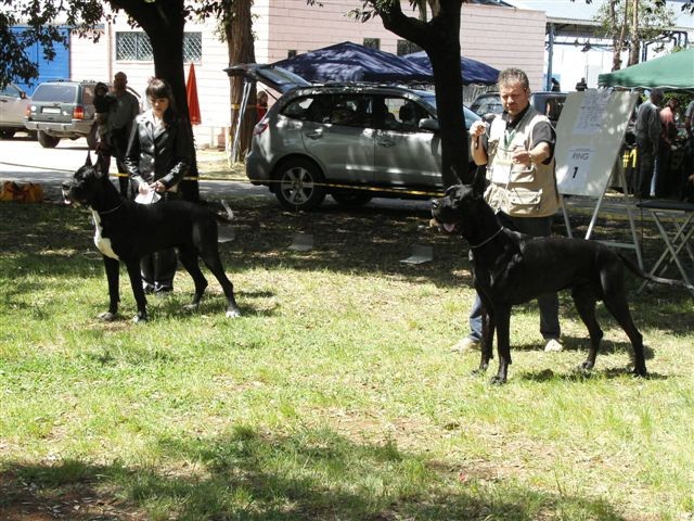 Nemške doge - CACIB Zadar 2008 - foto povečava