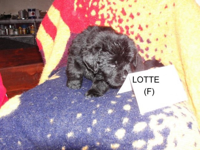 F (Lotte)  - foto