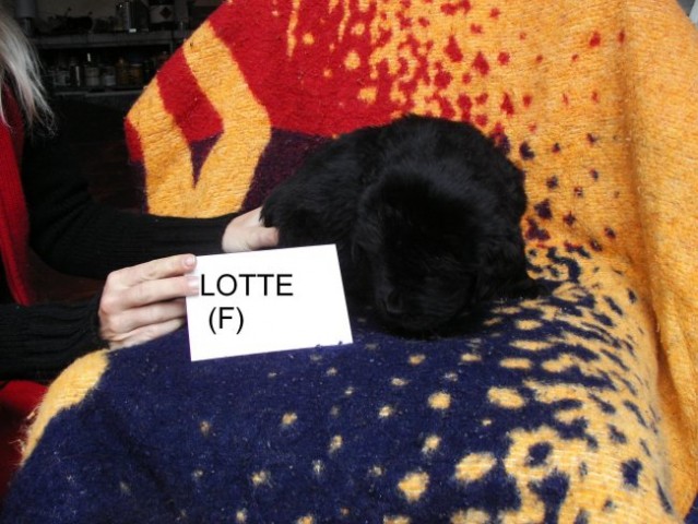 F (Lotte)  - foto