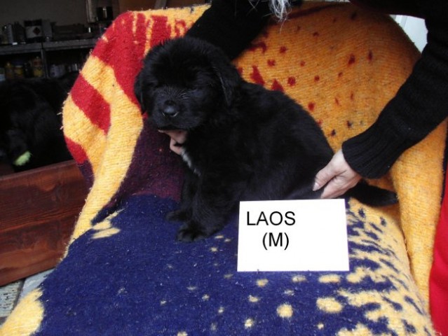 Laos, 5 tednov