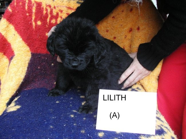 Lilith, 5 tednov / 5 weeks