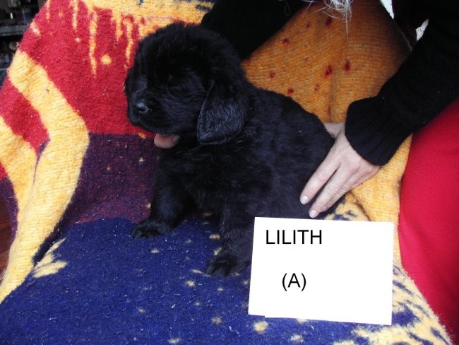Lilith, 5 tednov / 5 weeks