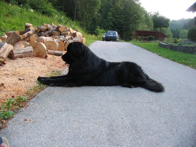 Leonora in Lyra - foto povečava