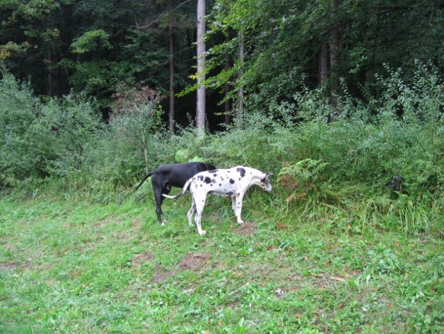 Doga srečanje 2006 - foto Person - foto