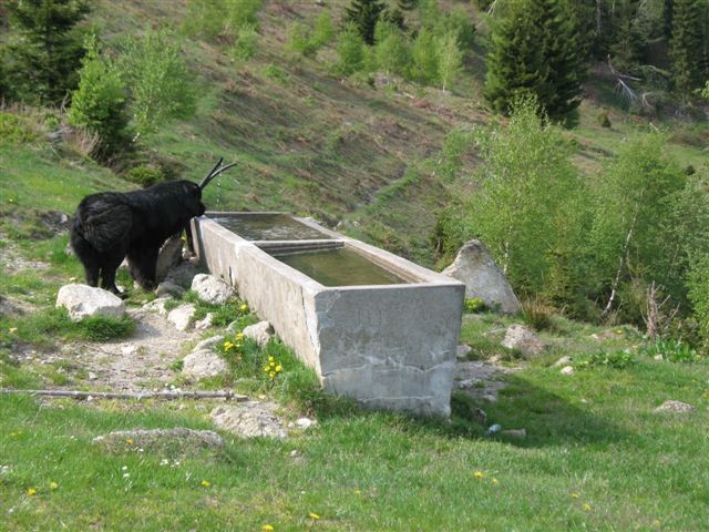 Lepenatka 2.5.2007 & Rogatec 3.5.2007 - foto povečava