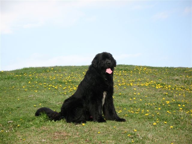 Lepenatka 2.5.2007 & Rogatec 3.5.2007 - foto povečava