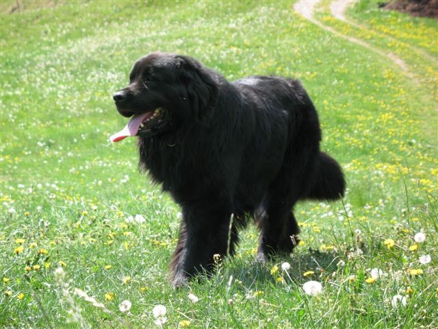 Lepenatka 2.5.2007 & Rogatec 3.5.2007 - foto povečava
