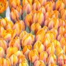 Tulipani (a niste opazil?)