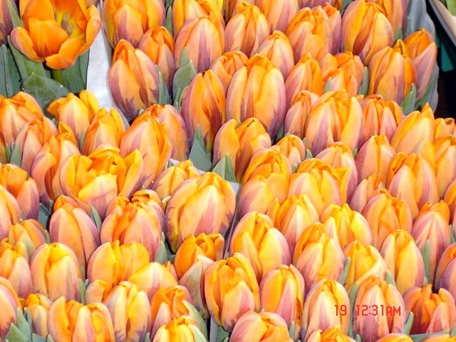 Tulipani (a niste opazil?)