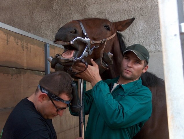Ati pomaga konjskemu zobozdravniku