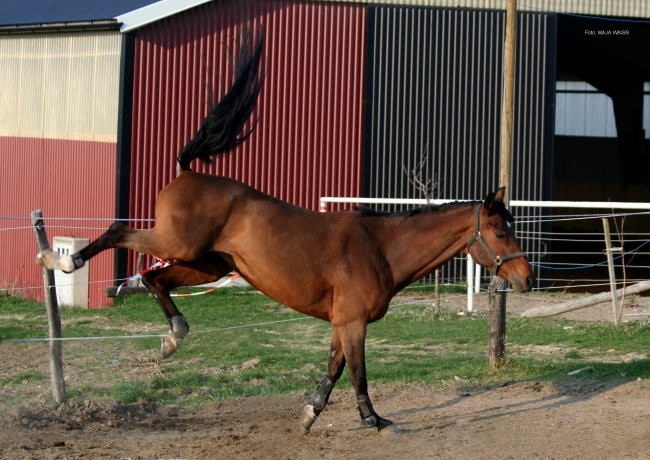 Naši konji in ostale živali - foto povečava