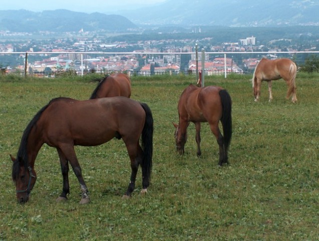 Na paši s pogledom na Maribor