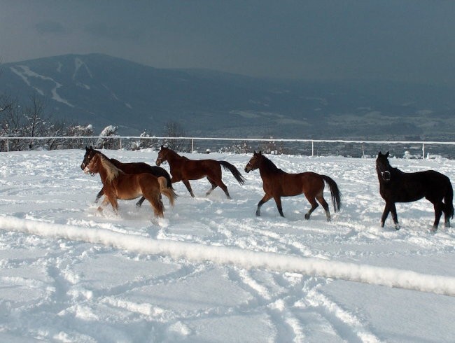 Zimska konjska radost