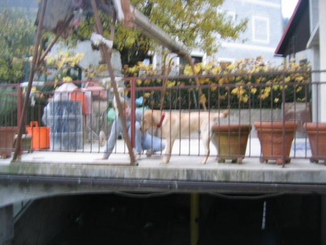 Enzo na terasi, 31. oktober 2005 - foto