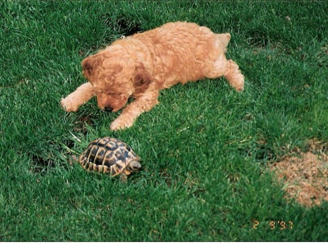 Vasco v družbi kopenske želve