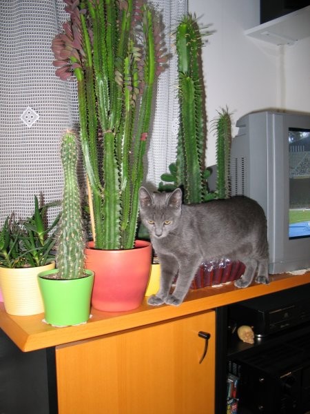 poziranje s kaktusi