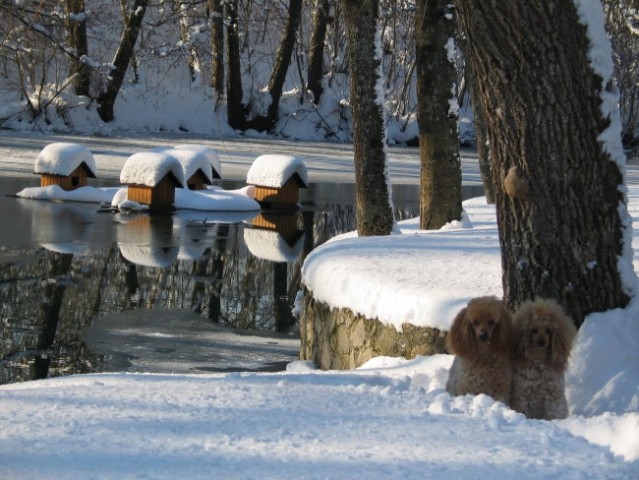 Skupinske slike - foto