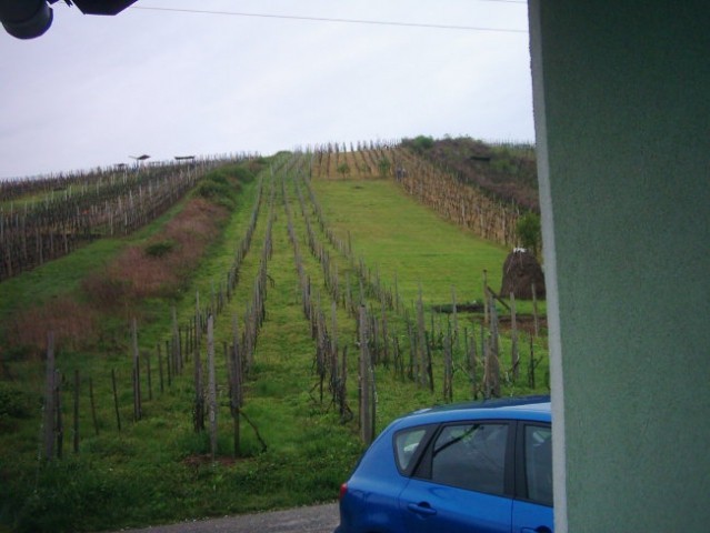 Se enkrt vinograd
