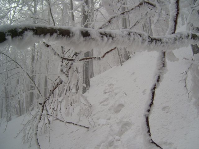 Javornik14.2.2010 - foto