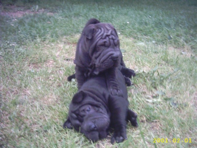 Shar pei mladiči - foto povečava