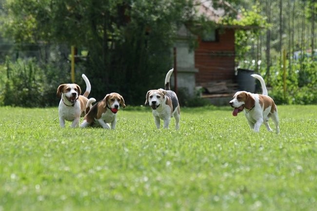 Piknik - foto povečava