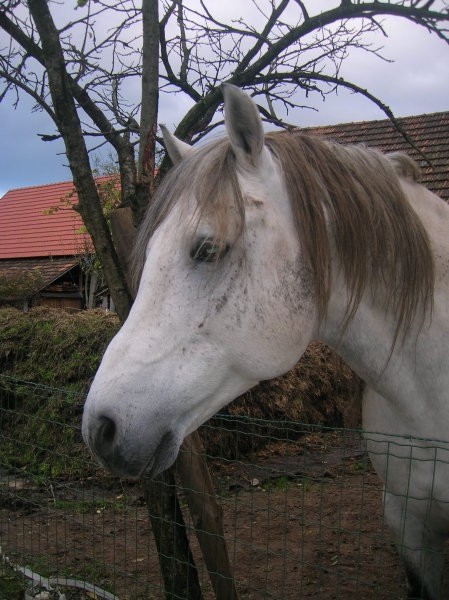 Androma - foto povečava