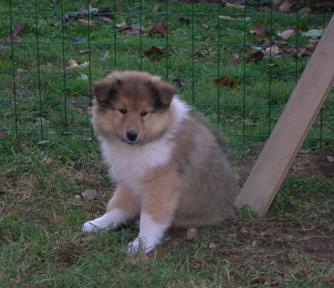 Androma Fatal Sweet Zoey
