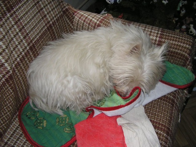 Gala - Westie, RIP 1993 - 26.12.2006 - foto