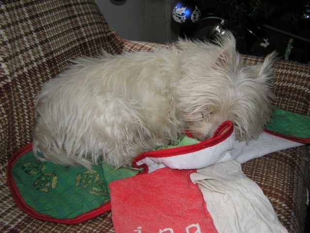 Gala - Westie, RIP 1993 - 26.12.2006 - foto