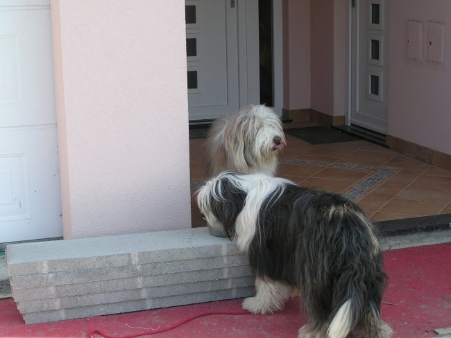 Nia - Beardie, rip 2006-2011 - foto povečava