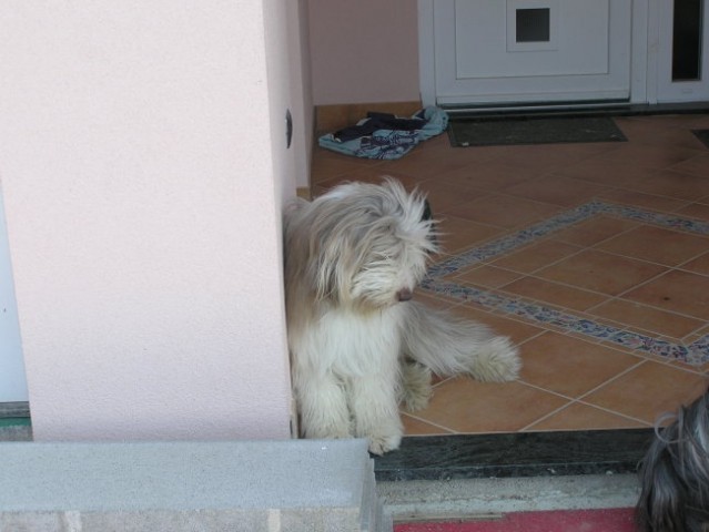 Nia - Beardie, rip 2006-2011 - foto