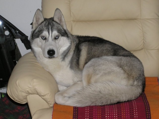 NukNuk - Husky, rip 2.8.2006 - 21.7.2010 - foto