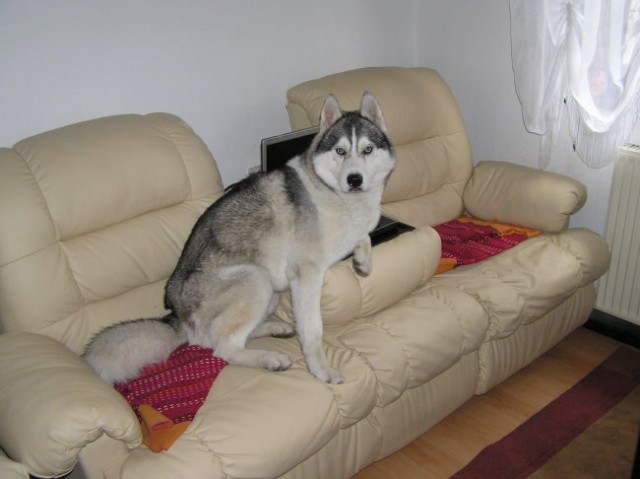 NukNuk - Husky, rip 2.8.2006 - 21.7.2010 - foto