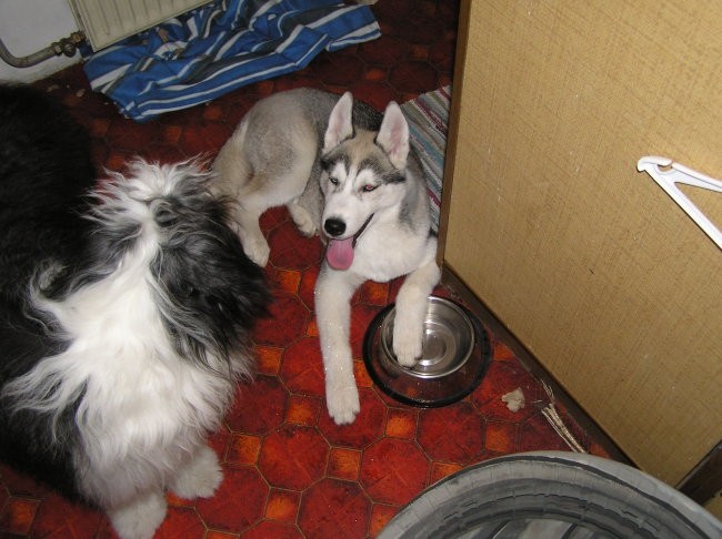 NukNuk - Husky, rip 2.8.2006 - 21.7.2010 - foto povečava